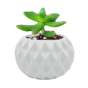 Maceta Ananá con Planta